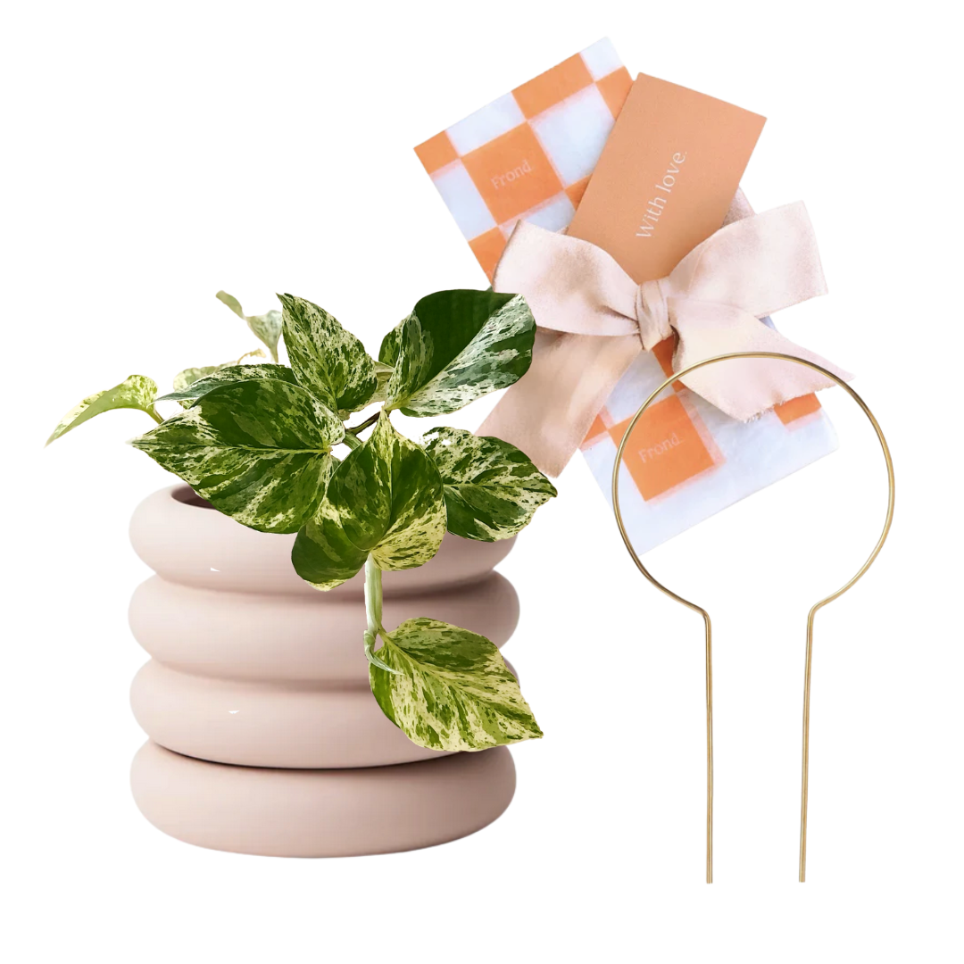 Pretty in Pink Potted Plant Gift | Devil's Ivy Marble Queen (Pothos) + Danica Ceramic Plant Pot & Saucer Light Pink + Circle Brass Pant Stake + Plant Gift Wrapping