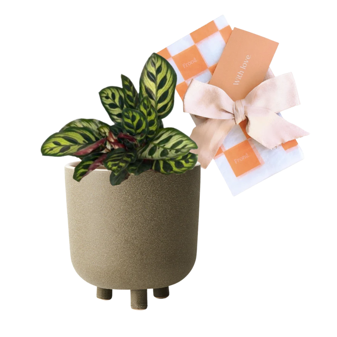Peacock Plant & Pot Gift | Calathea Makoyana + Julitta Ceramic Plant Pot in Olive + Plant Gift Wrap