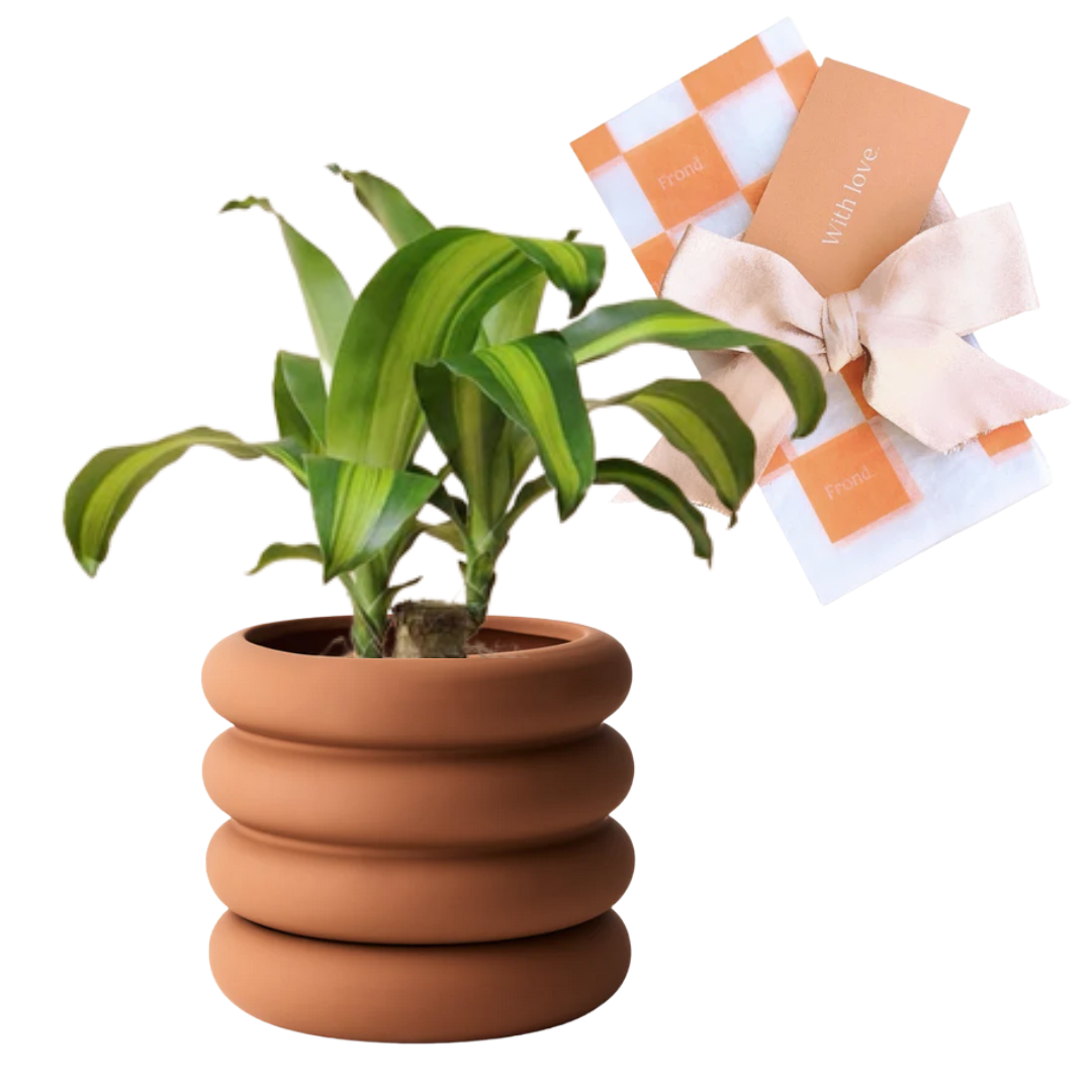 Happy Plant & Pot Gift | Happy Plant (Dracaena Fragrans) + Danica Ceramic Plant Pot + Saucer in Tangerine + Plant Gift Wrapping