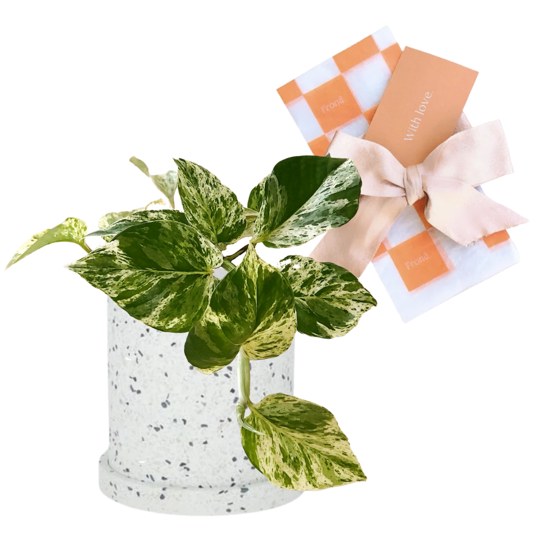 Devil's Ivy 'Marble Queen' Plant & Pot Gift | Devil's Ivy Marble Queen + Sia Terrazzo Plant Pot & Saucer + Plant Gift Wrap