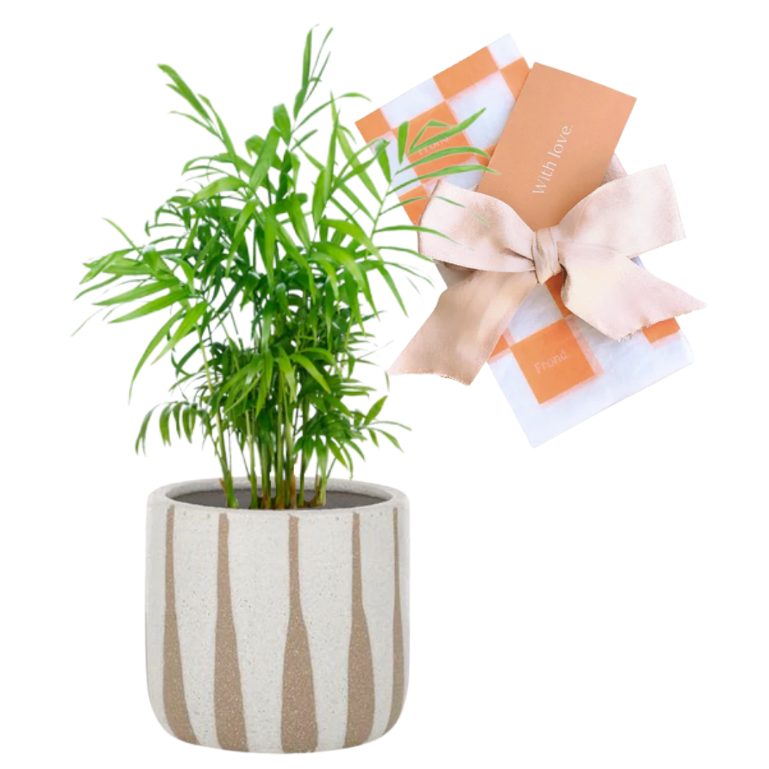 Parlour Palm Plant & Pot Gift | Parlour Palm + Turia Ceramic Plant Pot + Plant Gift Wrapping & handwritten card