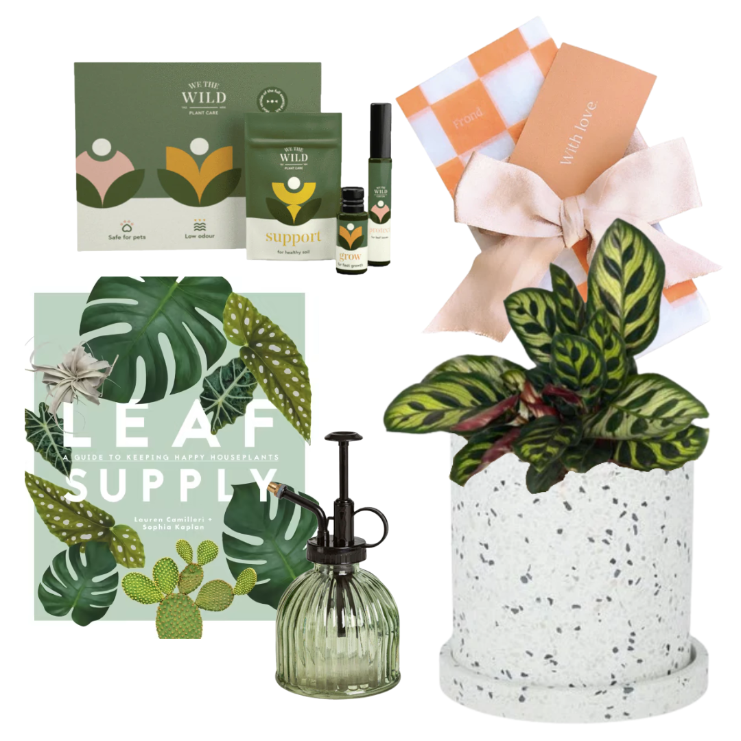 Green Thumb Plant Gift Hamper | Peacock Plant + Sia Terrazzo Pot + We The Wild Mini Plant Care Kit + Leaf Supply Book + Plant Mister Green + Gift Wrap