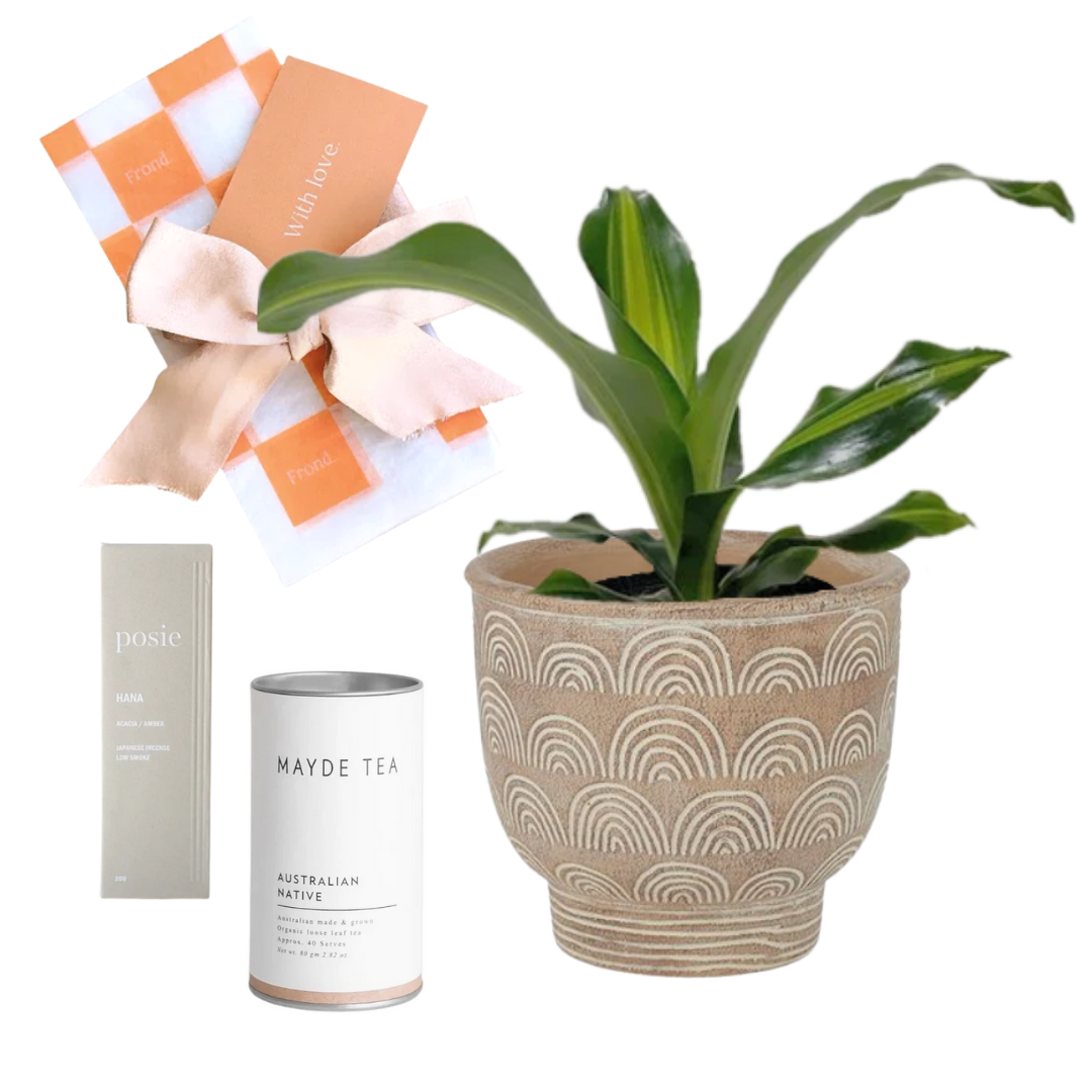 Grounded Plant Gift Hamper | Happy Plant + Inca Cement Pot + We are Posie Incense - Amber & Acacia + Mayde Tea Australian Native + Gift Wrap