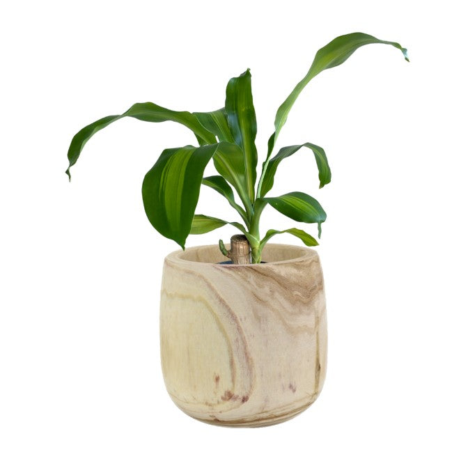 Happy Plant (Dracaena Fragrans) Indoor Plant