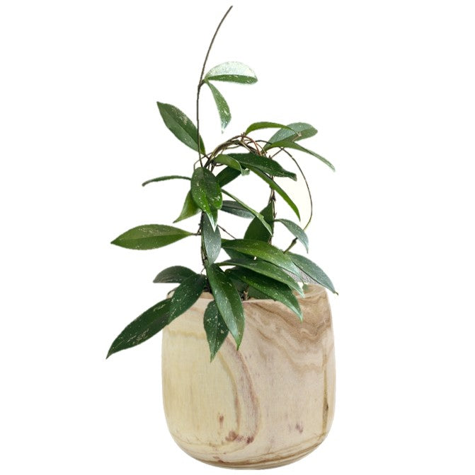 Hoya Pubicalyx Silver (Wax Plant) Indoor Plant