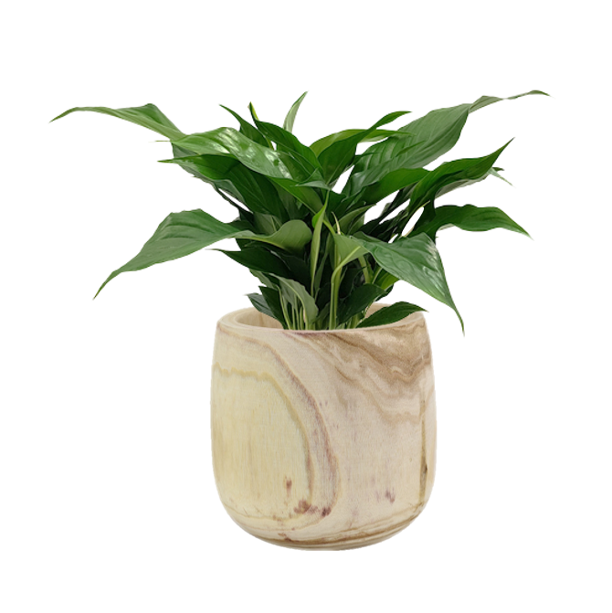 Peace Lily (Spathiphyllum) Indoor Plant