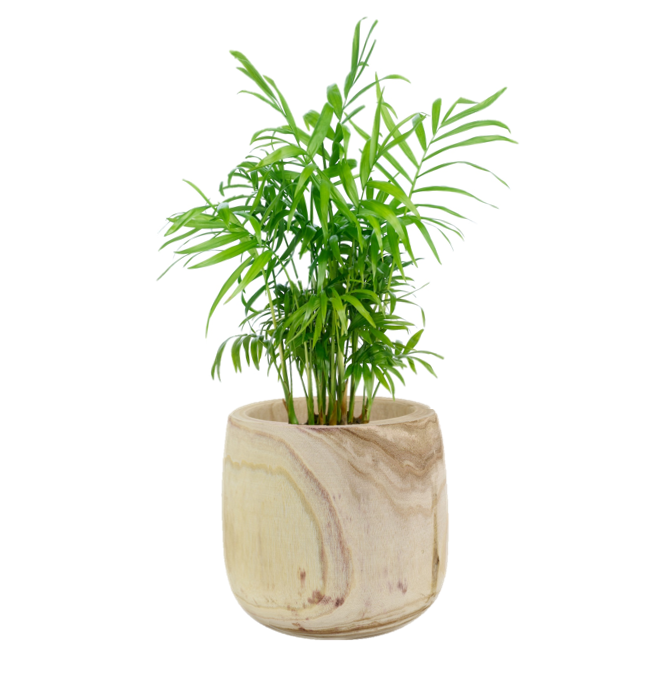 Parlour Palm (Chamaedorea Elegans) Indoor Plant