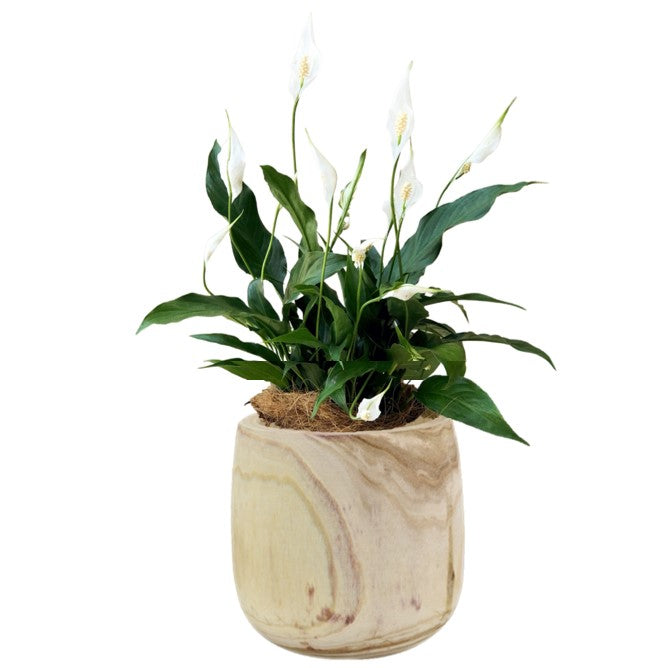 Peace Lily Sweet Rocco (Spathiphyllum) 140mm Indoor Plant