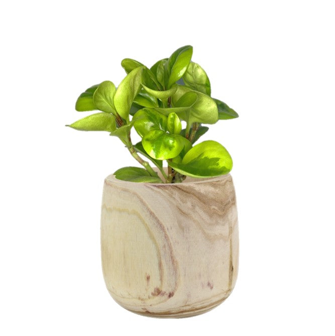 Peperomia Green & Gold (Peperomia Obtusifolia 'Green and Gold') Indoor Plant