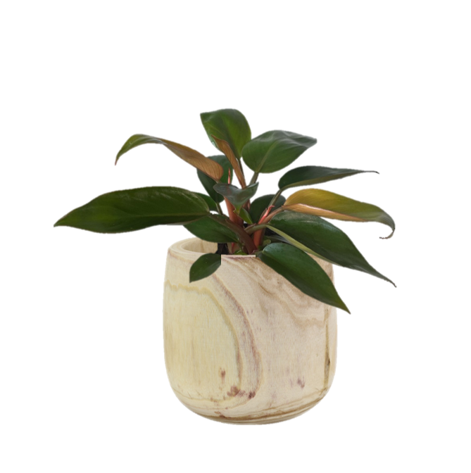 Philodendron 'Rojo Congo' / Philodendron Tatei ssp Melanochlorum 'Rojo Congo' Indoor Plant
