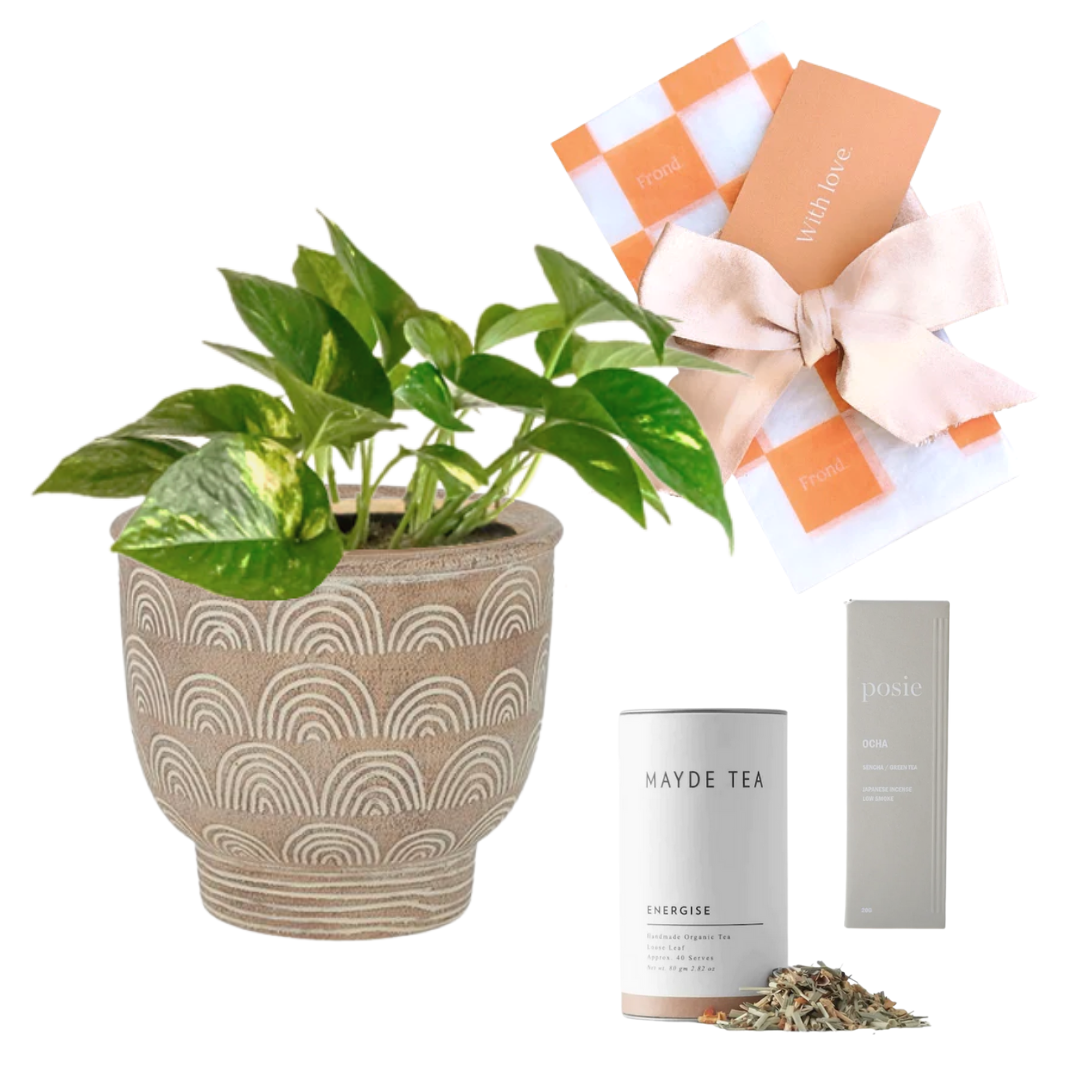 Pick-Me-Up Plant Gift Hamper | Devil's Ivy (Pothos) + Inca Cement Pot + Mayde Tea Energise 40 Serve Tube + We are Posie Incense Sencha & Green Tea + Gift Wrap