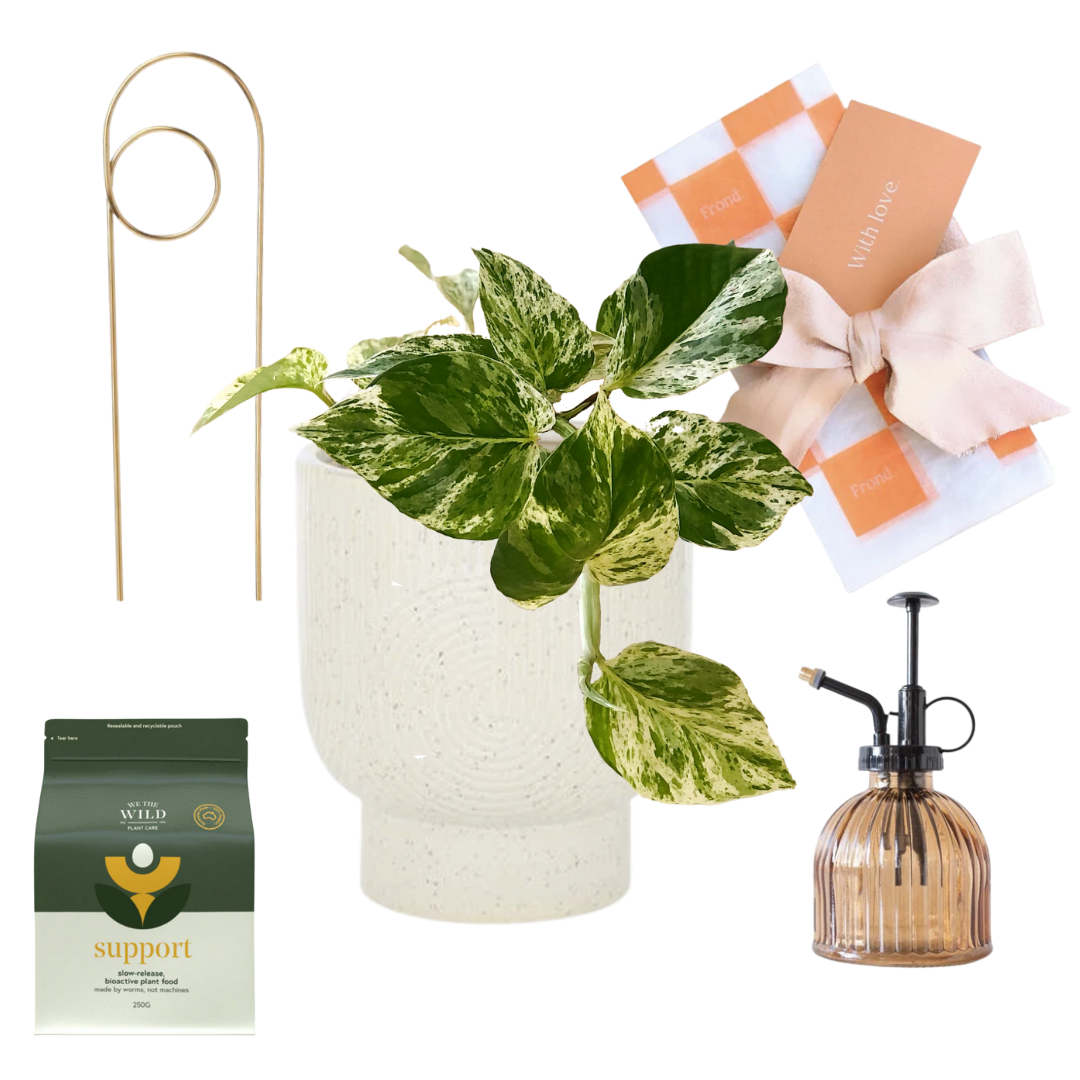 Support Plant Gift Hamper | Devil's Ivy Marble Queen + Orbit Ceramic Pot + Plant Mister Amber + Loop Brass Plant Stake + We the Wild Support Slow Release Plant Food + Gift Wrap