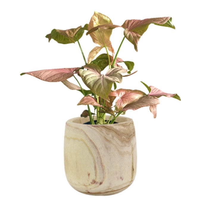 Syngonium Pink Passion (Syngonium Podophyllum 'Pink Passion') Indoor Plant