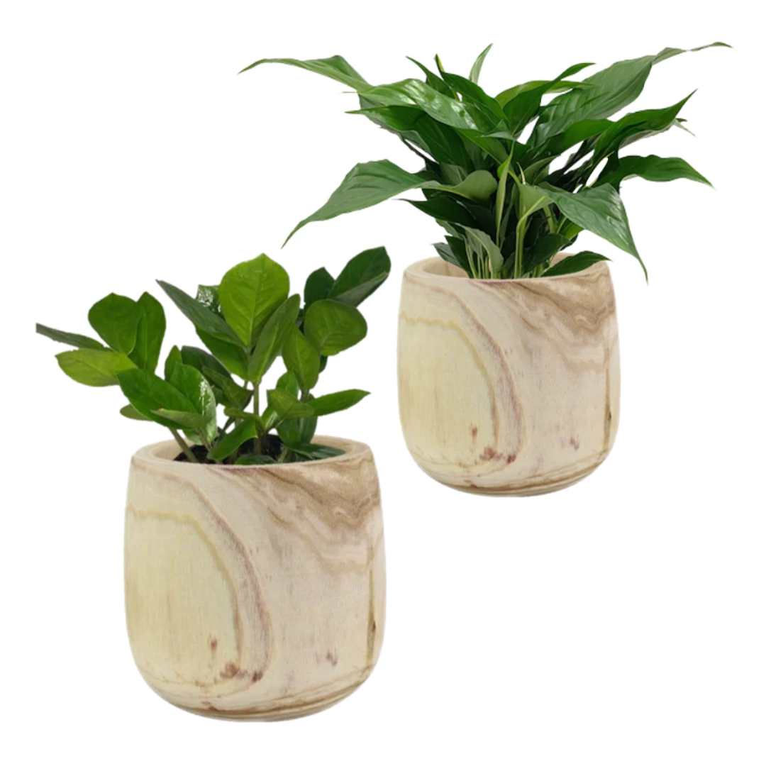 Easy Care Plant Pack | Zanzibar Gem + Peace Lily Indoor Plants