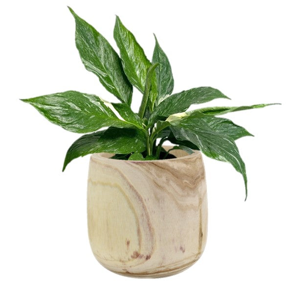 Variegated Peace Lily / Spathiphyllum Domino Indoor Plant