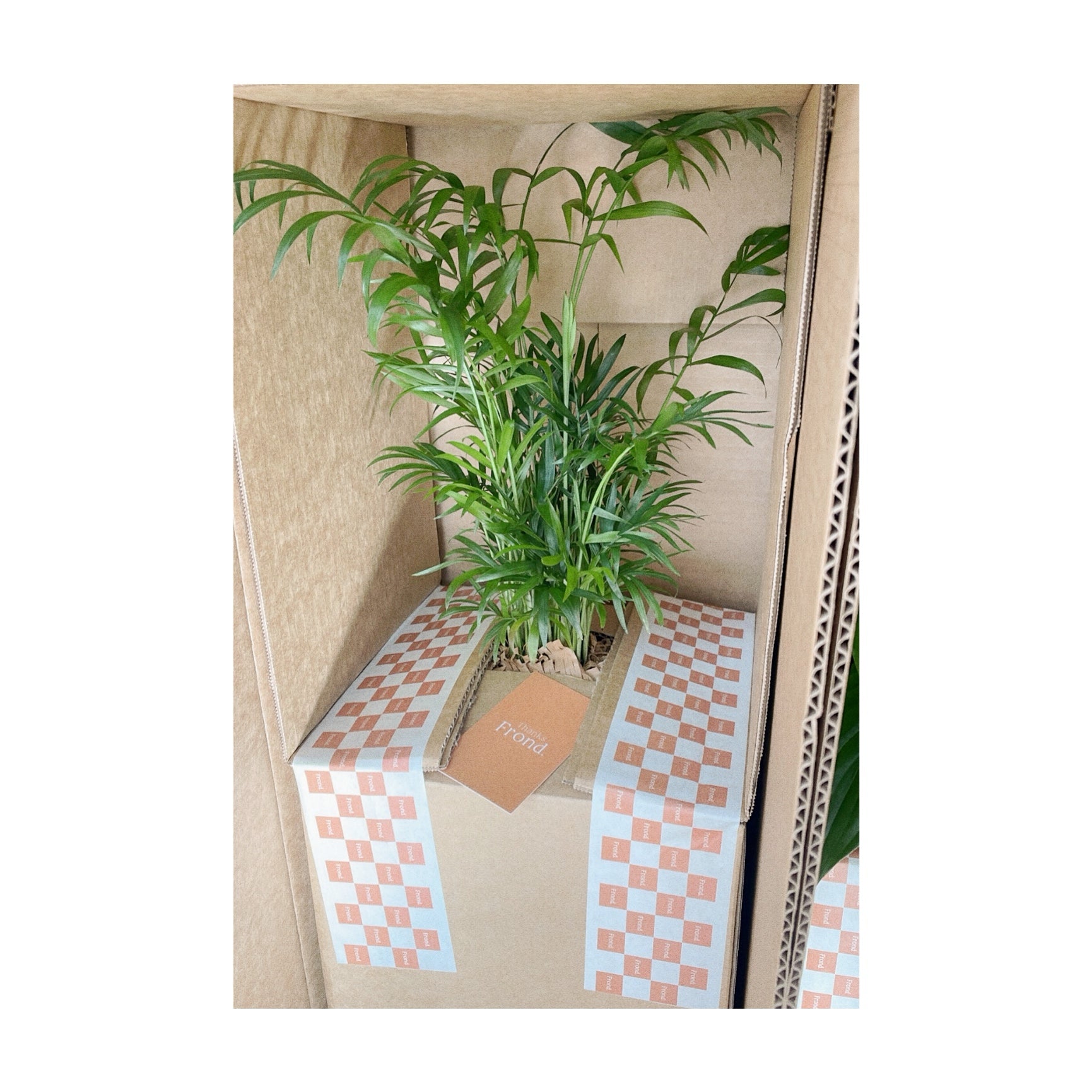 Parlour Palm Indoor Plant Delivery Australia