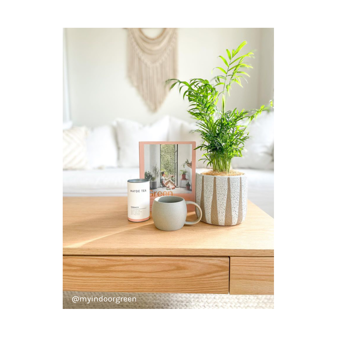 Tranquility Plant Gift Hamper | Parlour Palm + Turia Ceramic Pot + Mayde Tea Serenity 40 Serve Tube + Mayde Tea Willow Mug Beige + Green by Jason Chongue Book + Gift Wrap | Indoor Plant Styling Australia