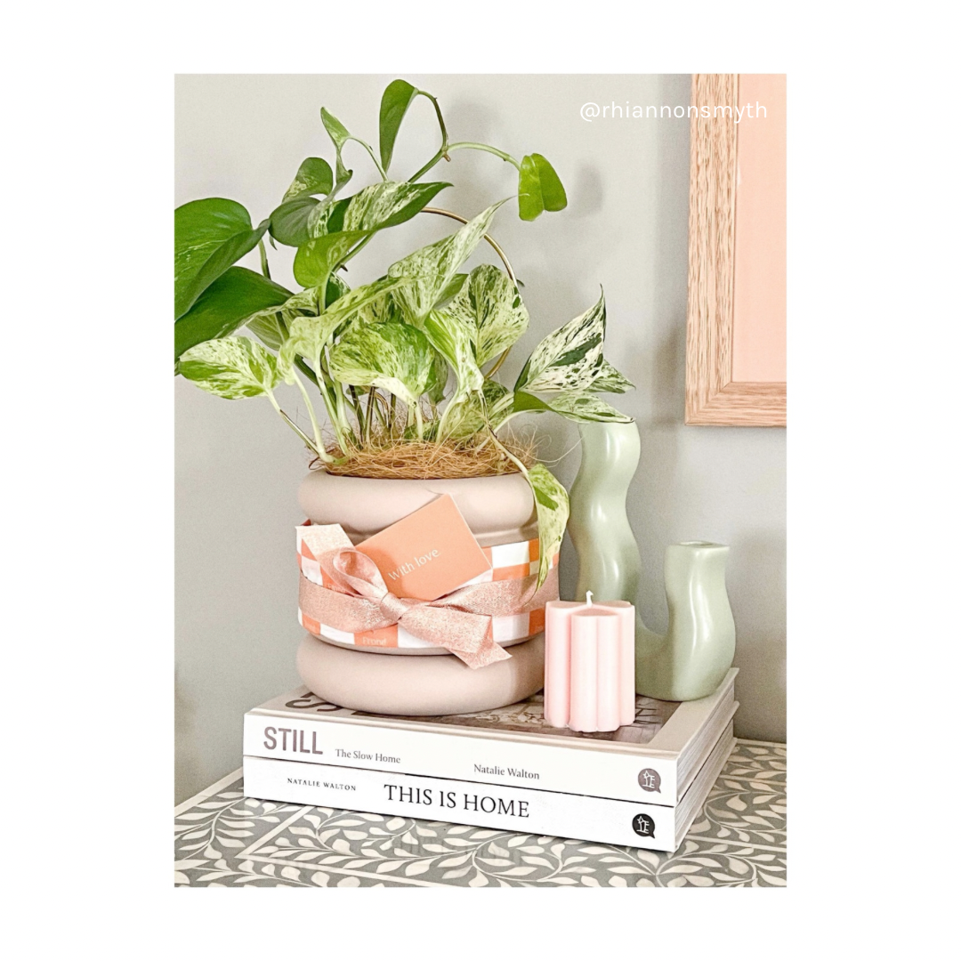Pretty in Pink Potted Plant Gift | Devil's Ivy Marble Queen (Pothos) + Danica Ceramic Plant Pot & Saucer Light Pink + Circle Brass Pant Stake + Plant Gift Wrapping | Indoor Plant Styling Australia