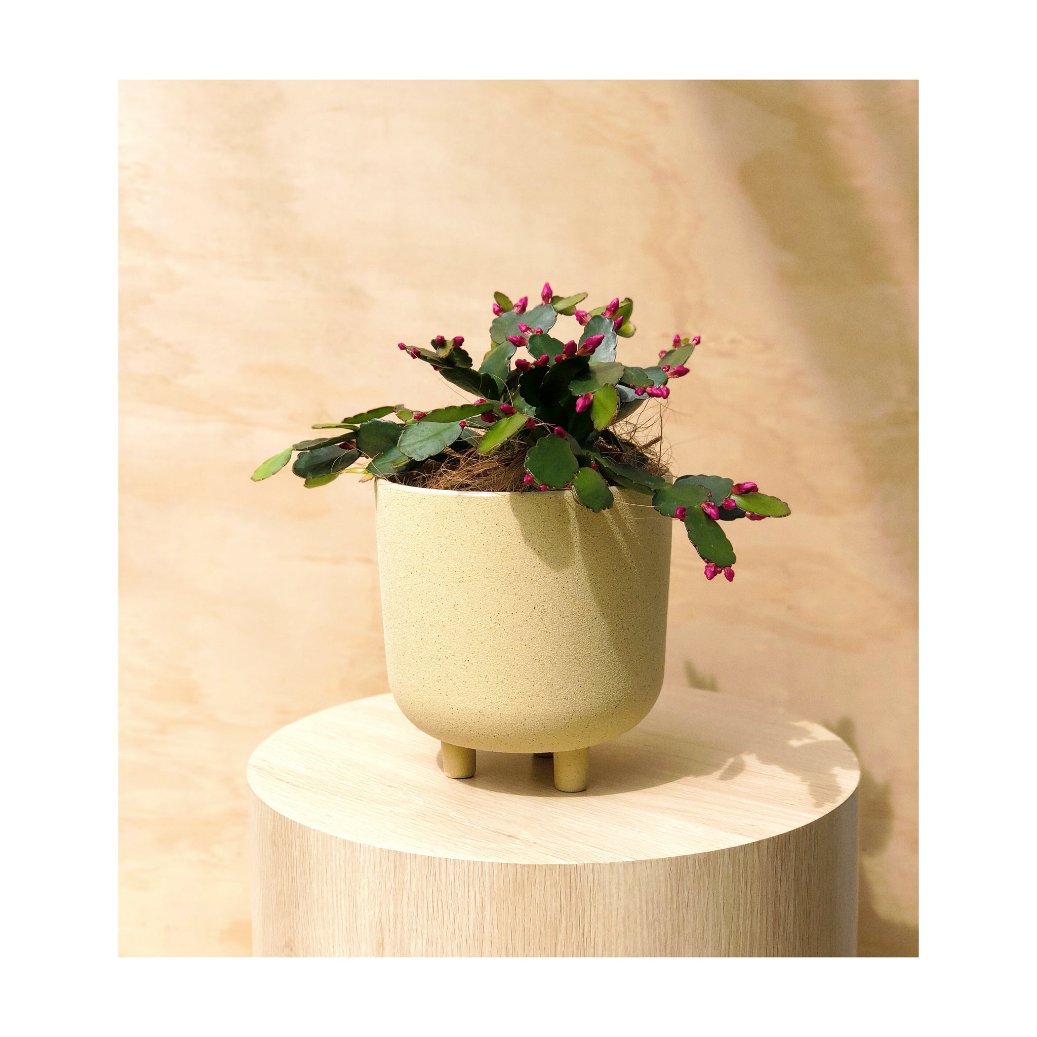 Julitta Ceramic Pot Mimosa + Spring Cactus
