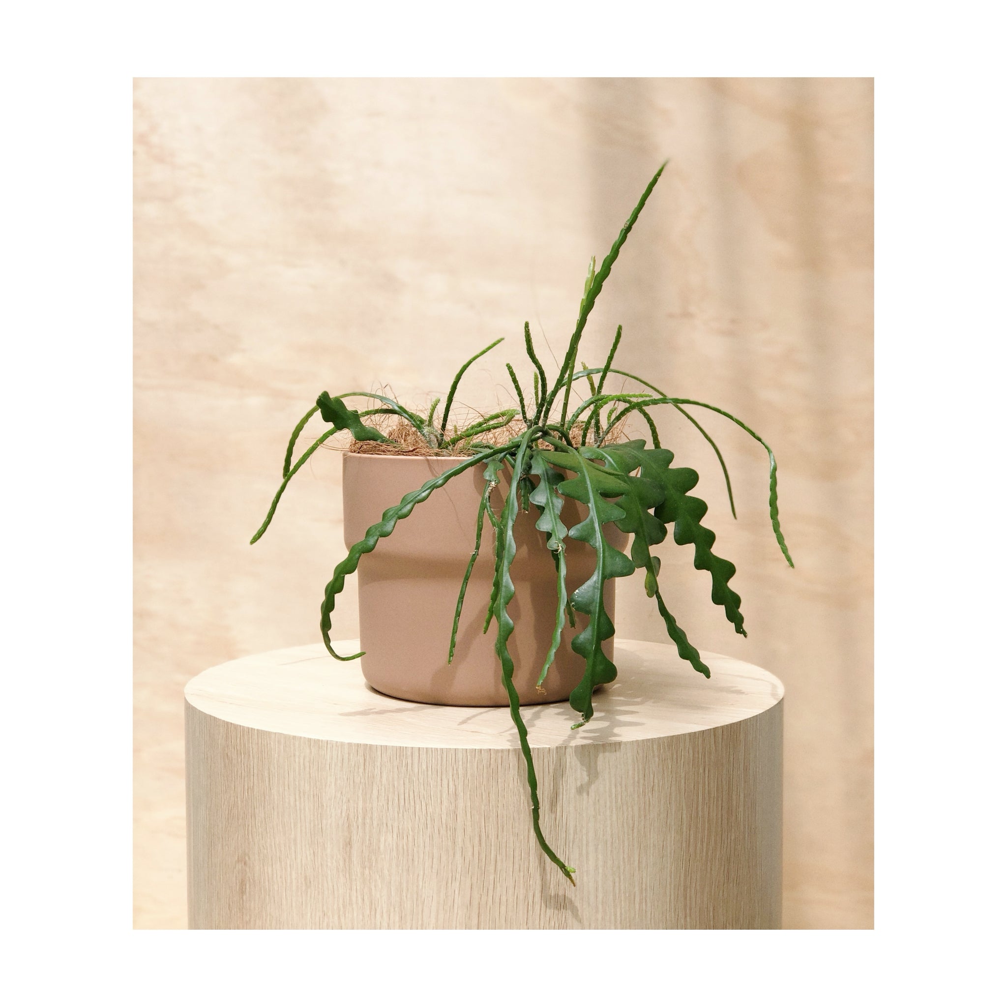 Fishbone (zigzag / ric-rac) cactus indoor plant + Elka Ceramic Decorative Plant Pot Nude