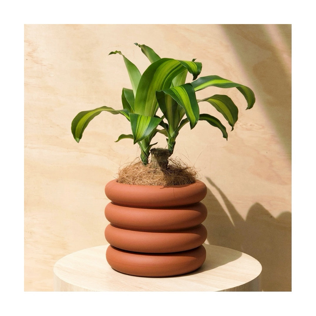 Happy Plant Indoor Plant + Danica Ceramic Decorative Plant Pot & Saucer Tangerine