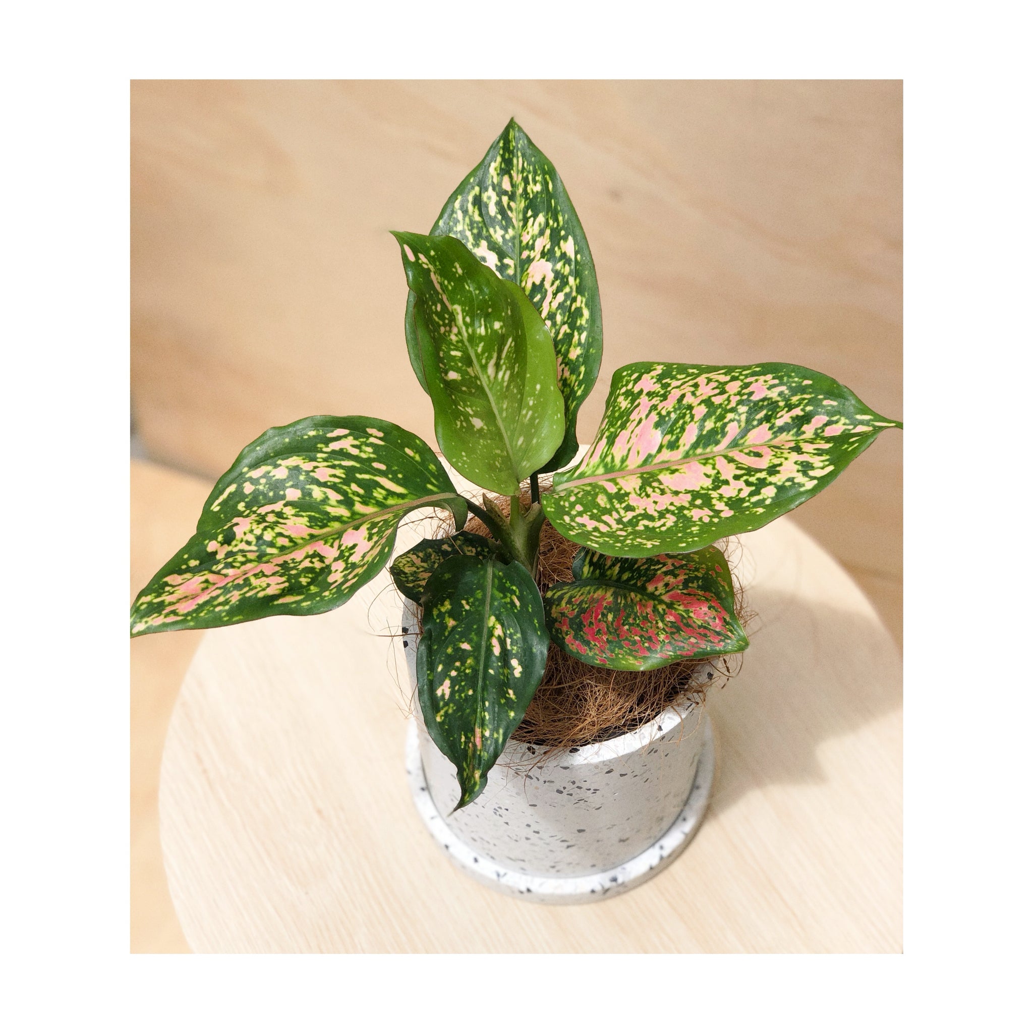 aglaonema wishes indoor plant + white terrazzo plant pot