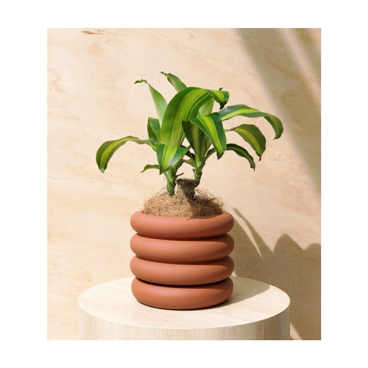 Happy Plant & Pot Gift | Happy Plant (Dracaena Fragrans) + Danica Ceramic Plant Pot + Saucer in Tangerine