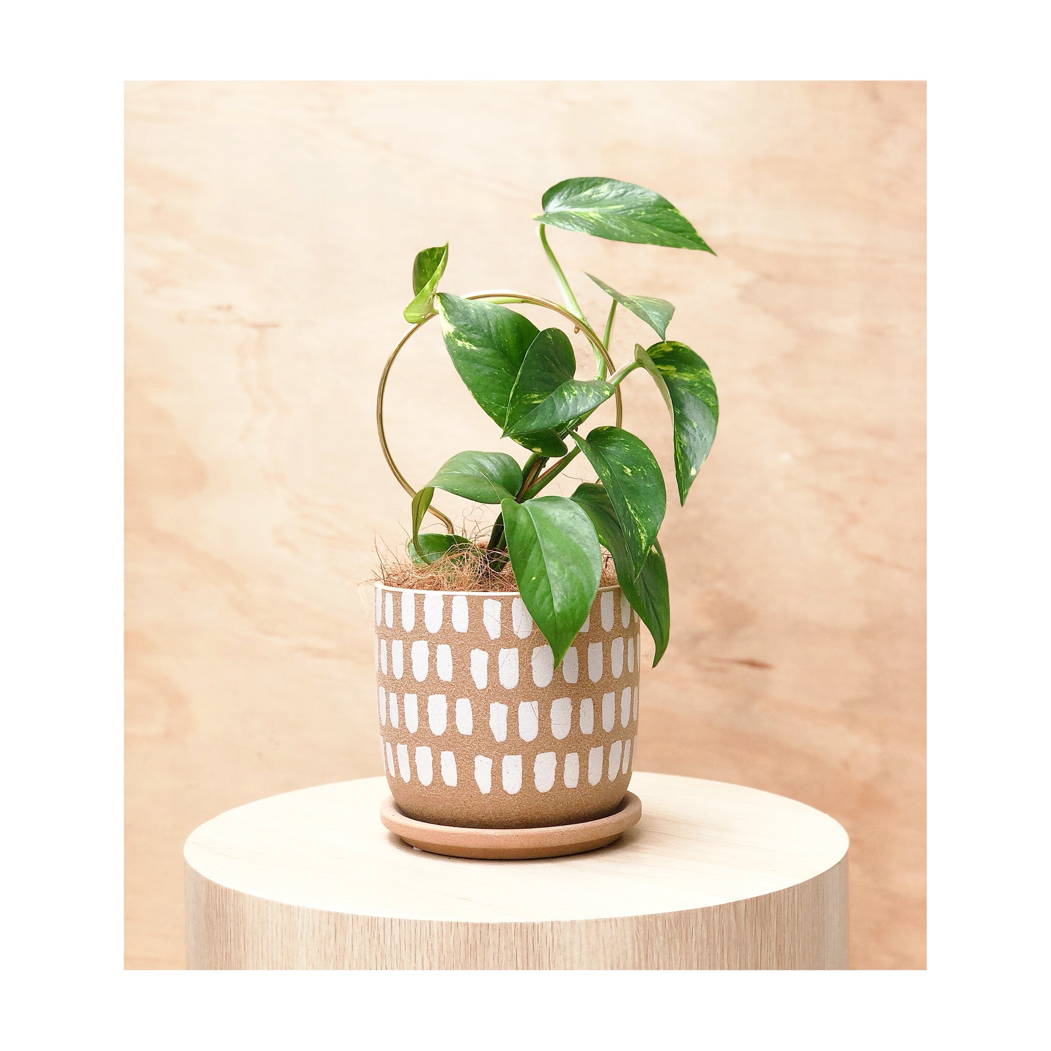 Devil's Ivy Potted Plant Gift | Devil's Ivy (Pothos) Indoor Plant + Luca Ceramic Pot & Saucer + Circle Brass Plant Stake + Plant Gift Wrapping