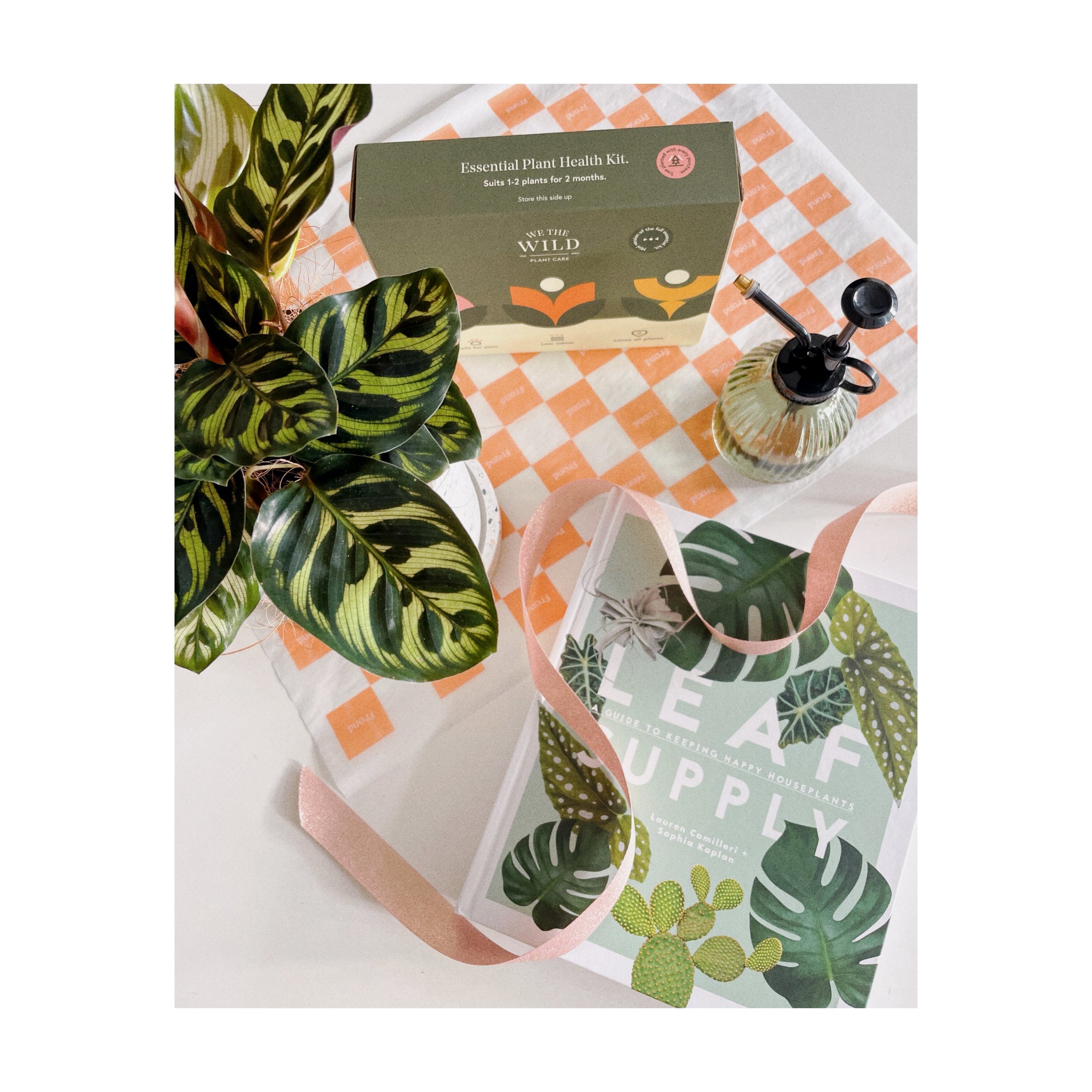 Green Thumb Plant Gift Hamper | Peacock Plant + Sia Terrazzo Pot + Leaf Supply Book + Green Plant Mister + Gift Wrap