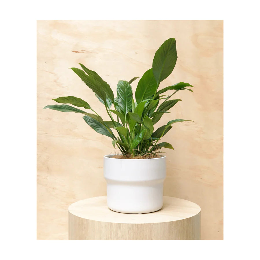 peace lily + elka ceramic pot white | indoor plant gifts delivered australia