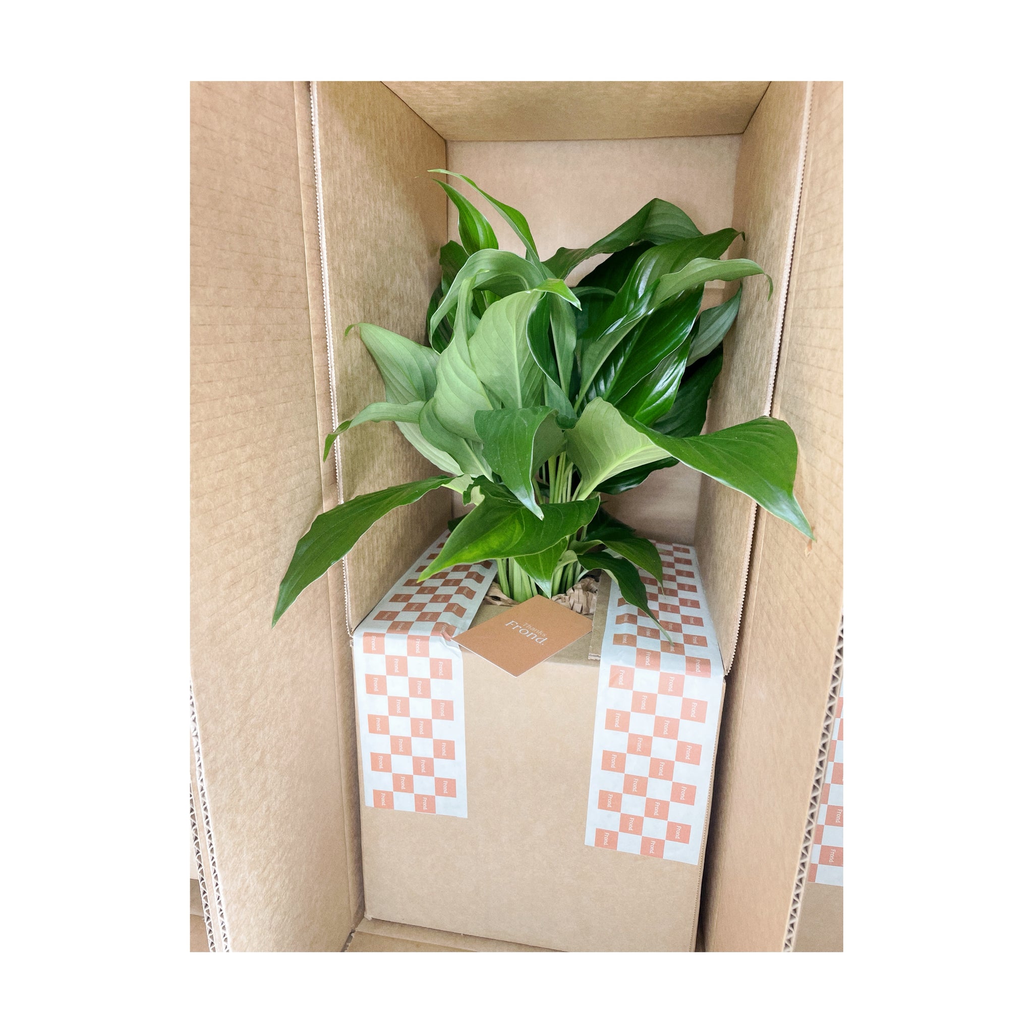 Peace Lily Indoor Plant Delivery Australia