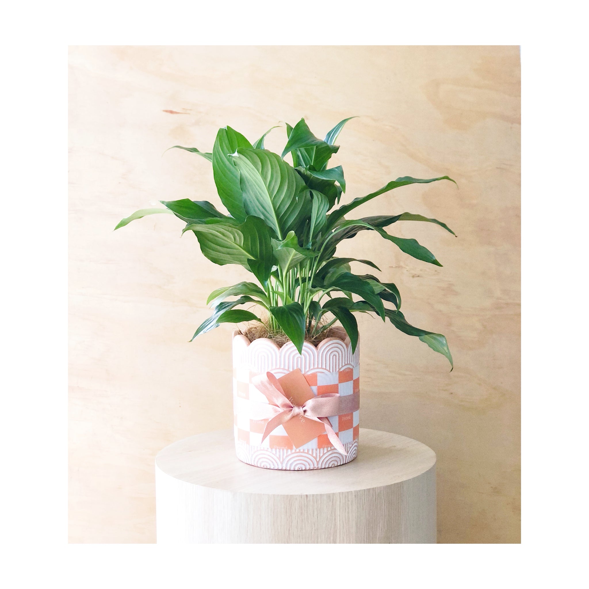 Peace Lily Plant & Pot Gift | Peace Lily (Spathiphyllum) Indoor Plant + Arco Cement Plant Pot + Plant Gift Wrapping + Handwritten Card