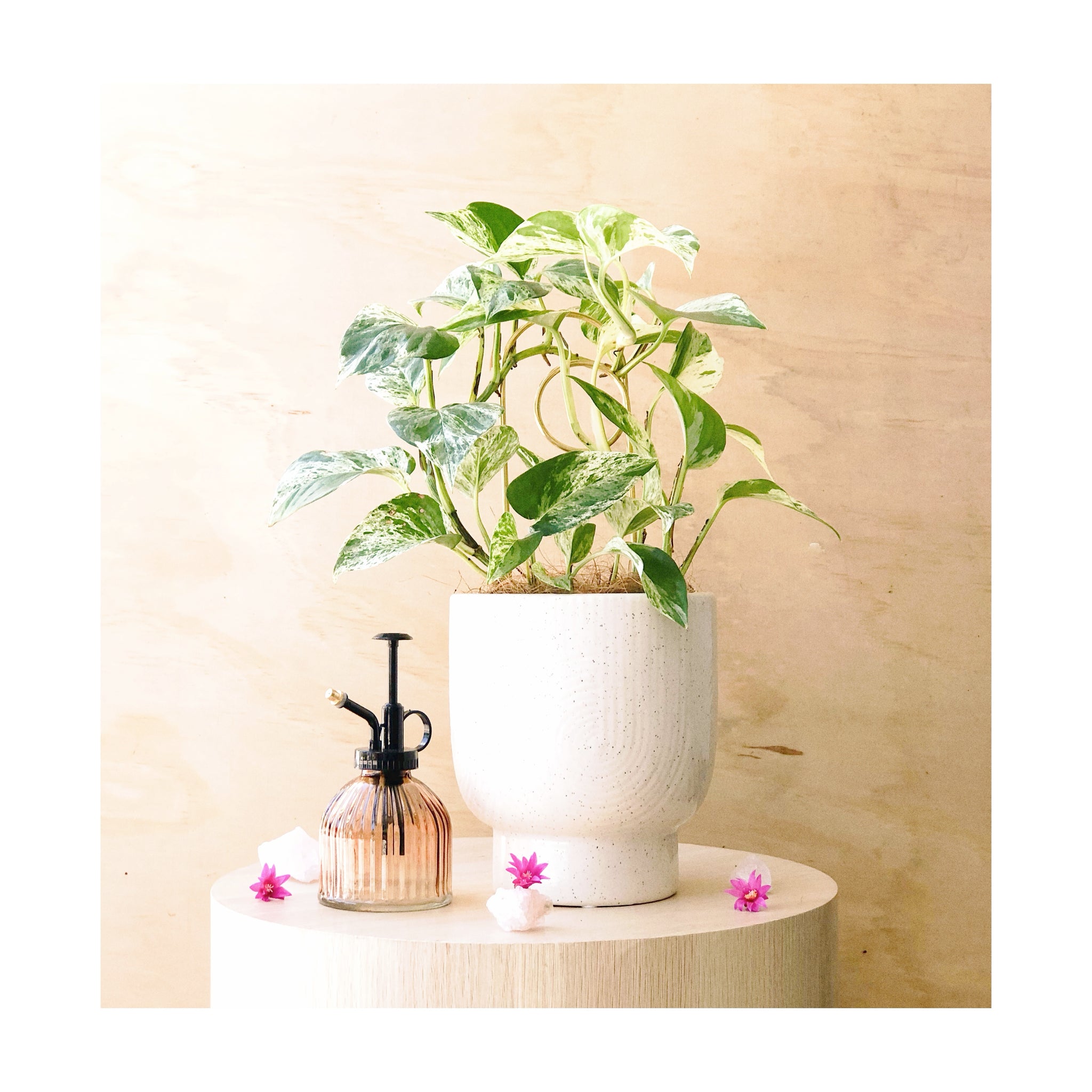 Support Plant Gift Hamper | Devils Ivy Marble Queen + Orbit Ceramic Pot + Loop Brass Plant Stake + Amber Plant Mister