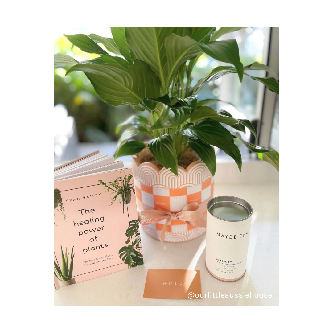 Purify Plant Gift Hamper | Air purifying Peace Lily (Spathiphyllum) + Arco Cement Pot + Mayde Tea Serenity Herbal Tea + Healing Power Of Plants Book + Plant Gift Wrap | Indoor Plant Styling Australia