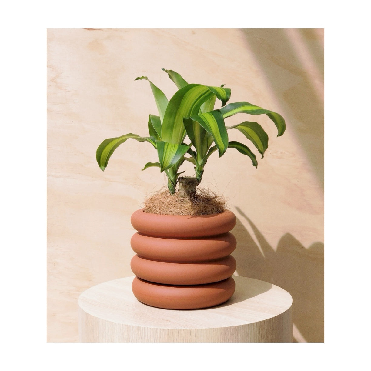 happy plant (dracaena fragrans) indoor plant + curvy ceramic plant pot hidden saucer