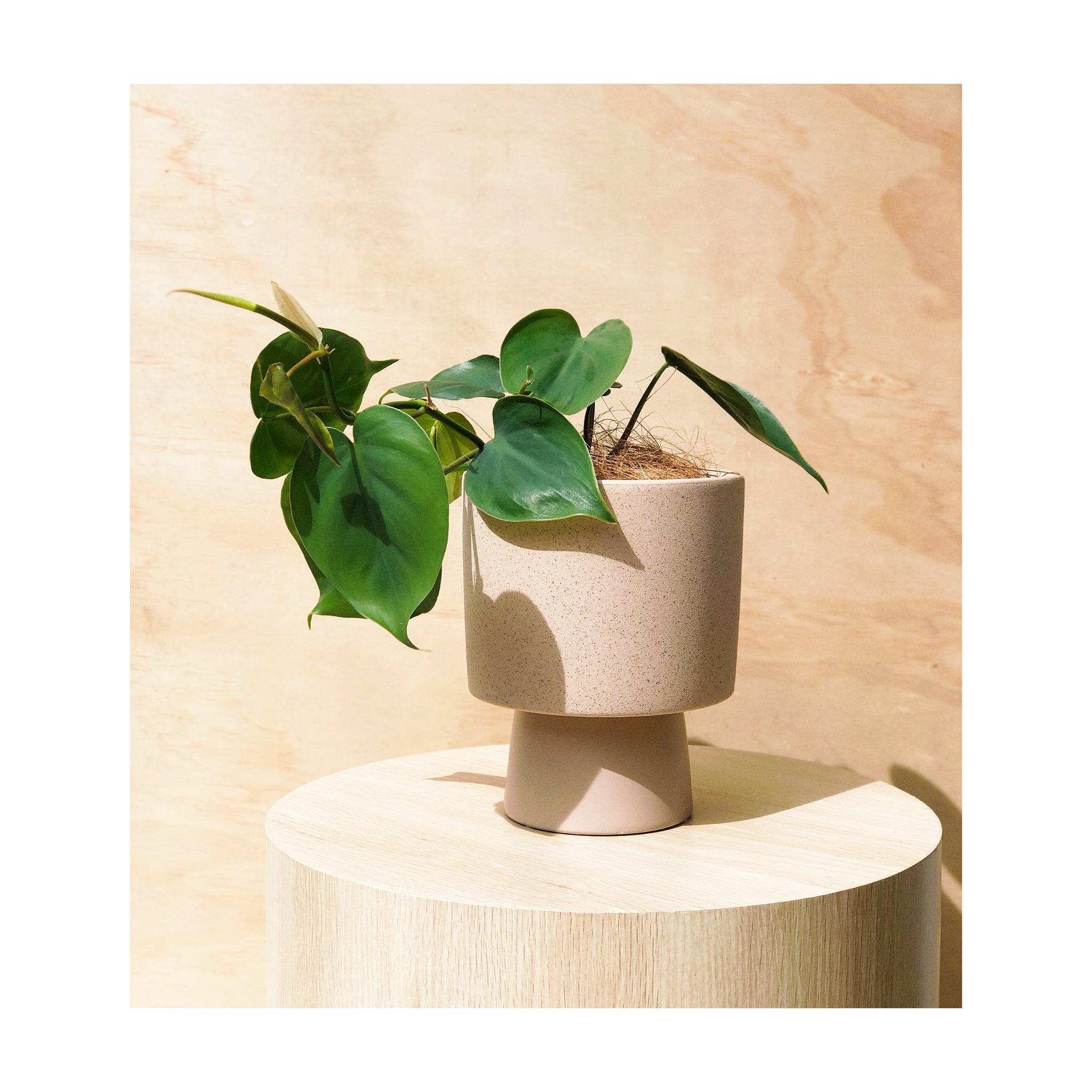 Safi Ceramic Pot & Saucer + Heart Leaf Philodendron Indoor Plant
