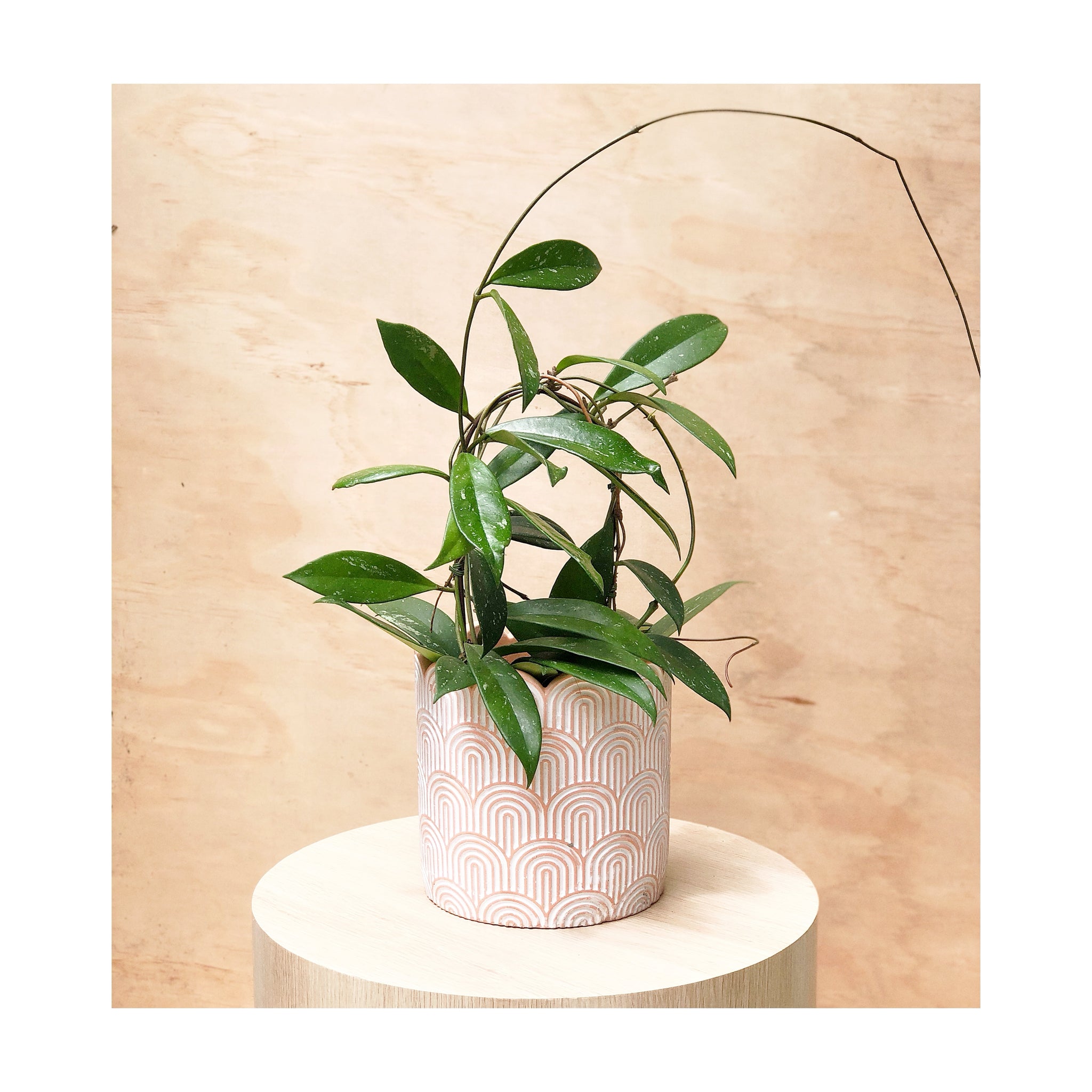 Hoya Pubicalyx Silver (Wax Plant) Indoor Plant + Arco Cement Pot
