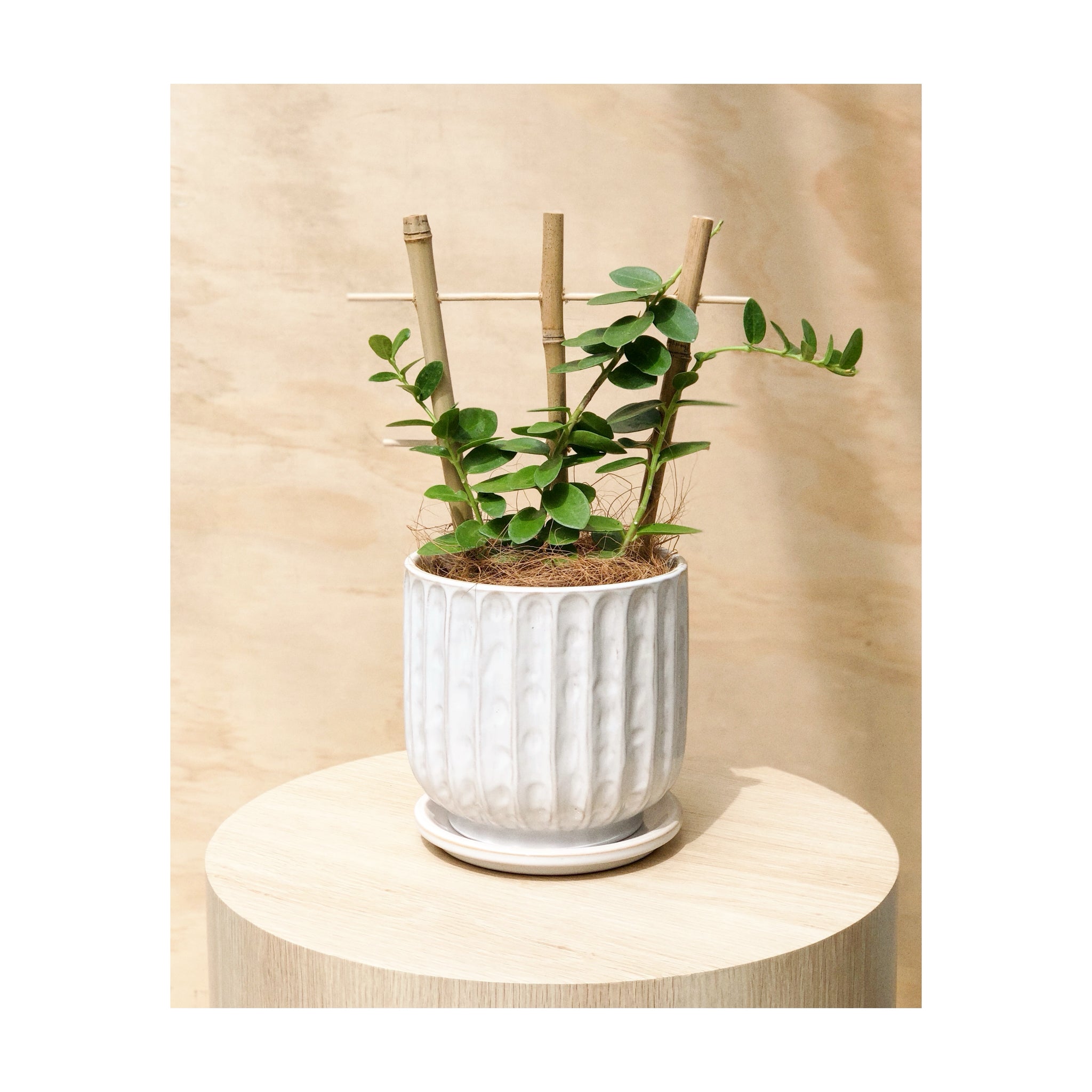 Clovelly Ceramic Decorative Indoor Plant Pot & Saucer with White Glaze + Hoya Cummingiana (Wax Plant)