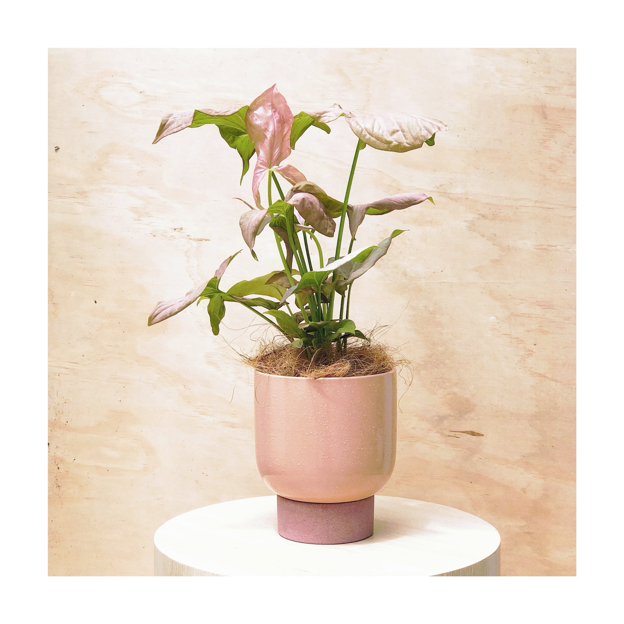 Syngonium Pink Passion (Syngonium Podophyllum 'Pink Passion') Indoor Plant + Decorative Plant Pot