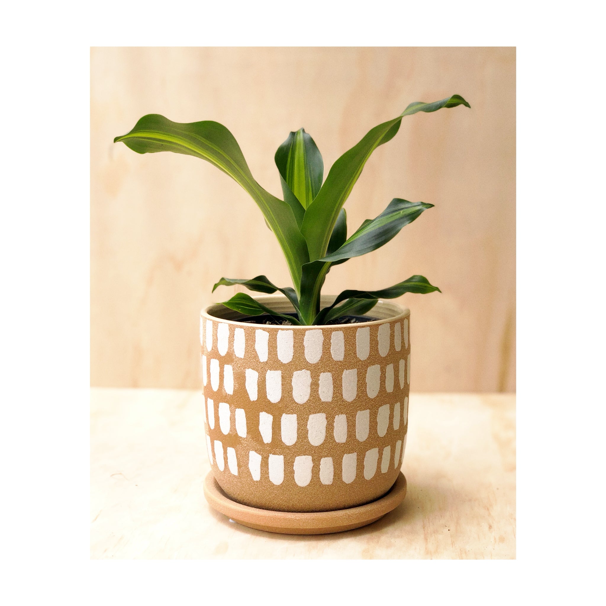 Happy Plant (Dracaena Fragrans) + Luca Ceramic Pot & Saucer