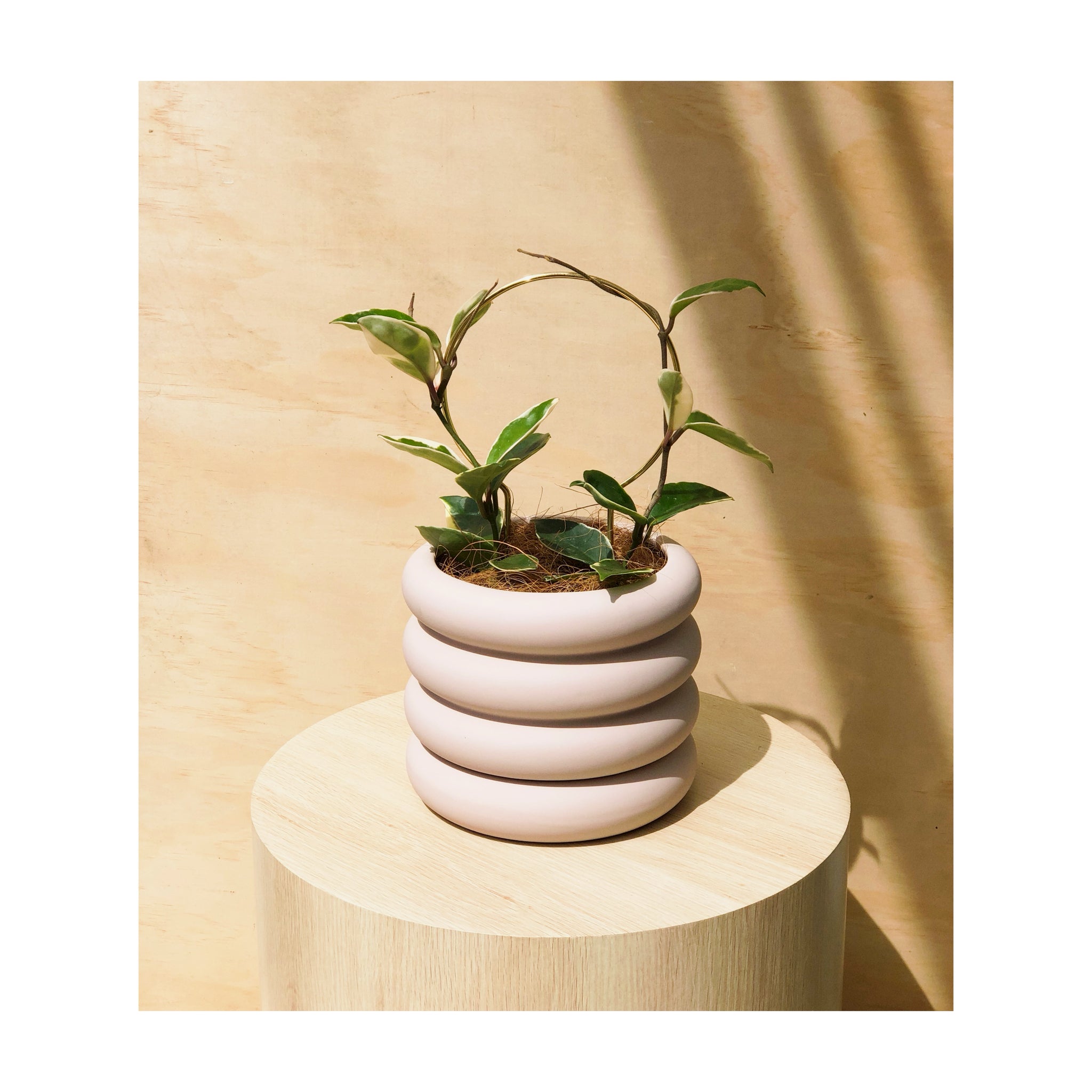 Hoya Carnosa Krimson Queen (Wax Plant) + Danica Ceramic Pot & Saucer Pink + Circle Brass Plant Stake