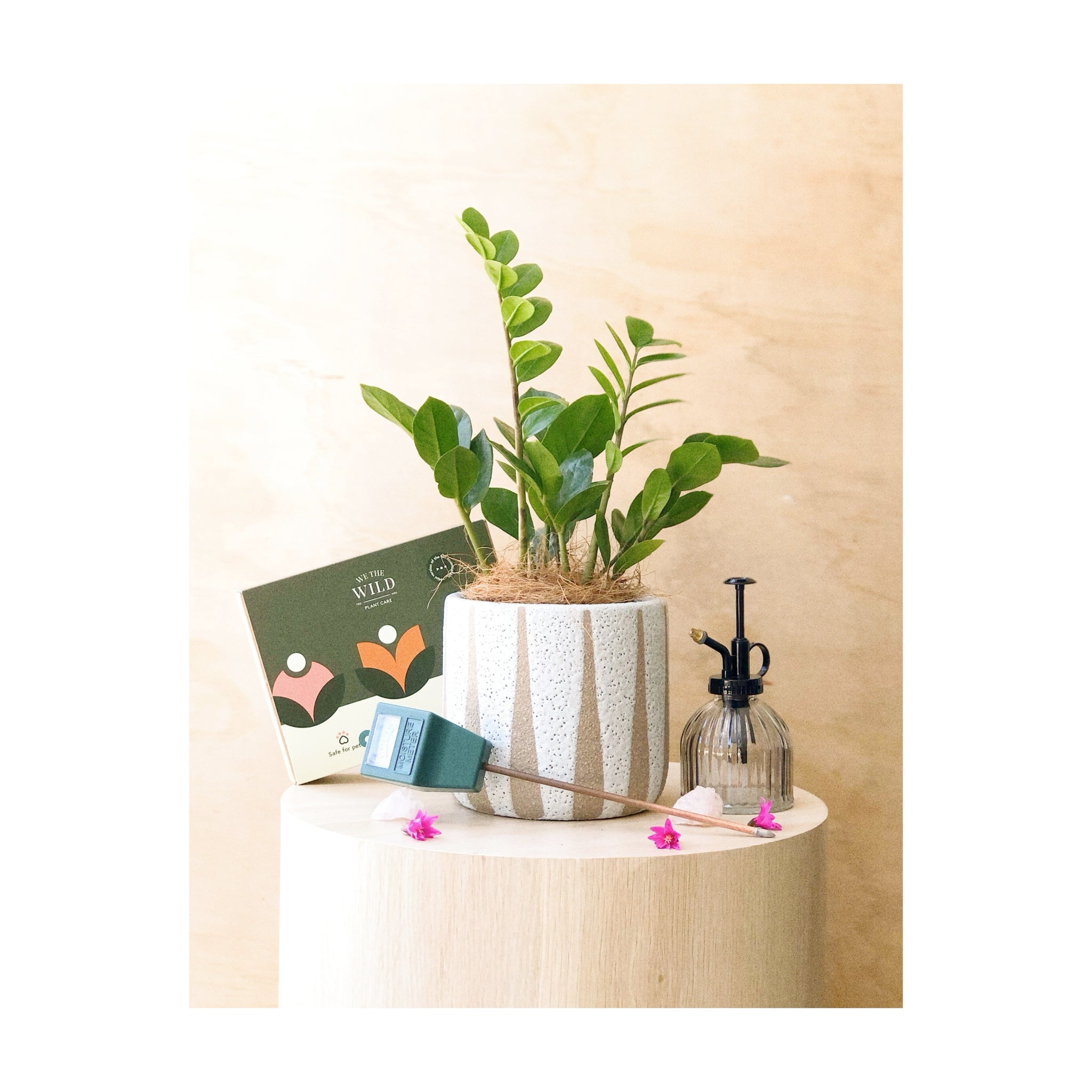 Plant Parenthood Gift Hamper | Zanzibar Gem + Turia Ceramic Plant Pot + Moisture Meter + We The Wild Mini Plant Care Kit + Plant Mister + Gift Wrap