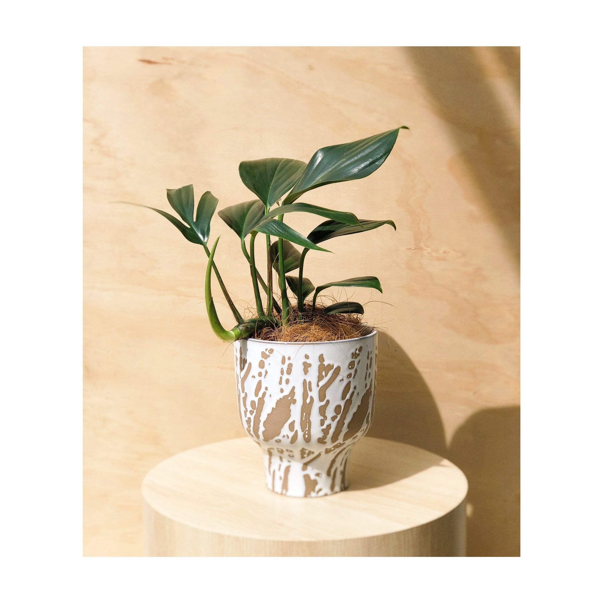 Nadiya Ceramic Pot Sandy White + Dragon Tail Indoor Plant